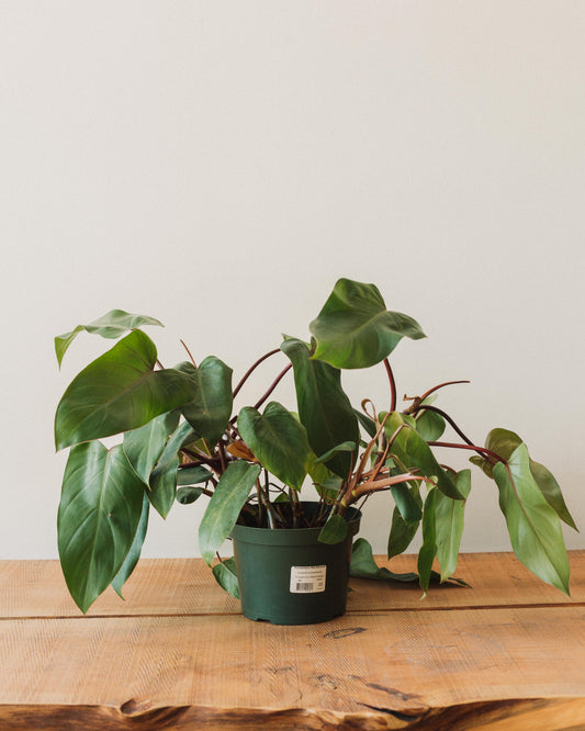 philodendron red emerald Philodendron erubescens, "Red Emerald" – Glasswing