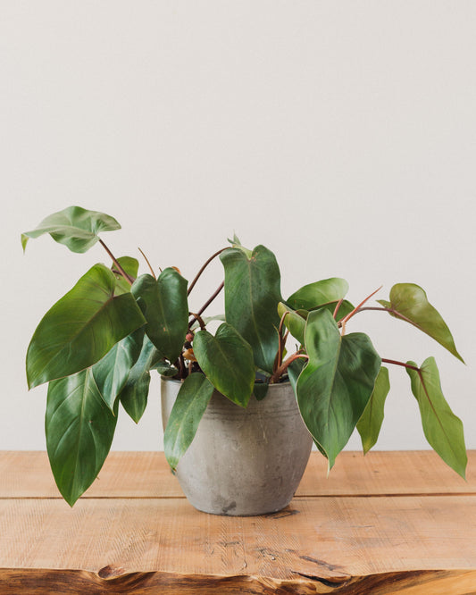 philodendron erubescens 'red emerald Philodendron erubescens, "Red Emerald" – Glasswing