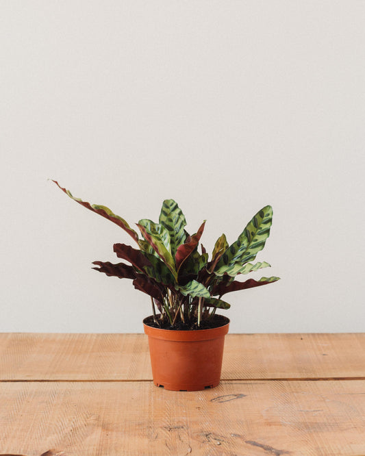 rattlesnake house plant Calathea lancifolia, "Rattlesnake" – Glasswing