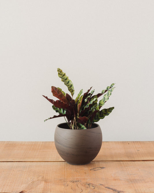 Calathea lancifolia, "Rattlesnake"