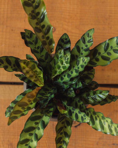 Calathea lancifolia, "Rattlesnake"