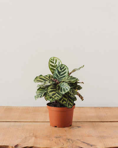 Calathea makoyana, "Peacock Plant"