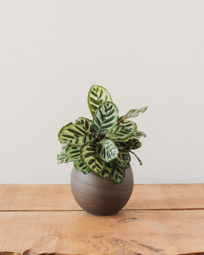 Calathea makoyana, "Peacock Plant"