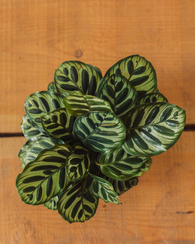 Calathea makoyana, "Peacock Plant"