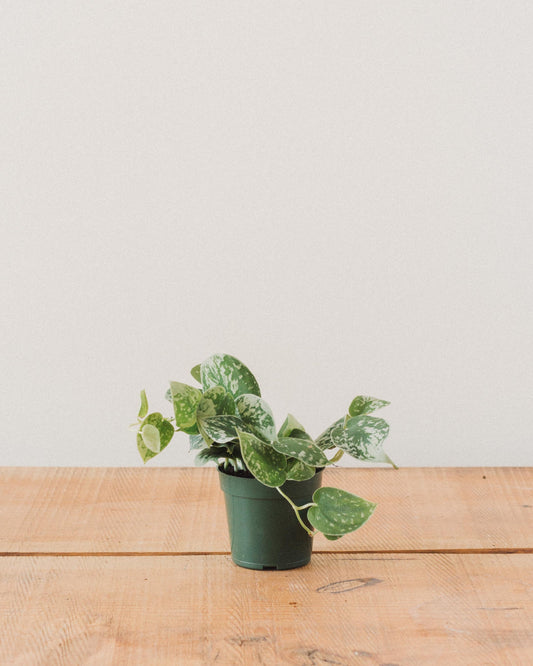 silver splash pothos vs satin pothos Scindapsus pictus, 'Silver Splash Pothos' – Glasswing