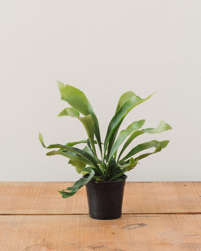 Platycerium bifurcatum, "Staghorn Fern"