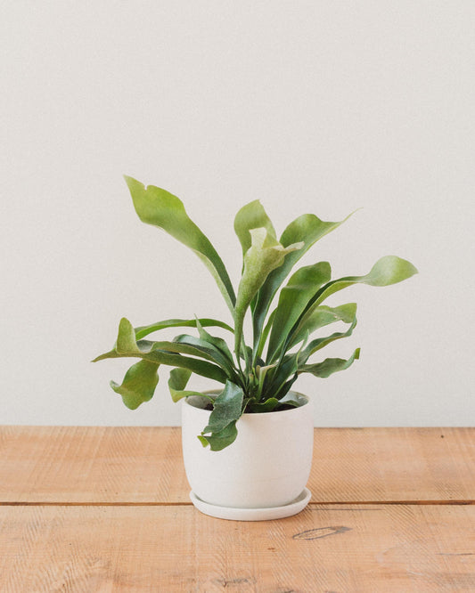 Platycerium bifurcatum, "Staghorn Fern"