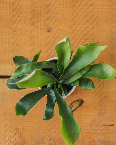 Platycerium bifurcatum, "Staghorn Fern"