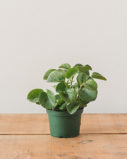 cissus indoor plant Cissus rotundifolia, "Peruvian Grape Ivy" – Glasswing