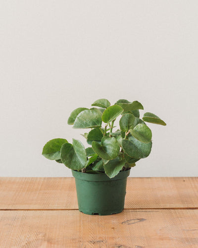 Cissus rotundifolia, "Peruvian Grape Ivy"