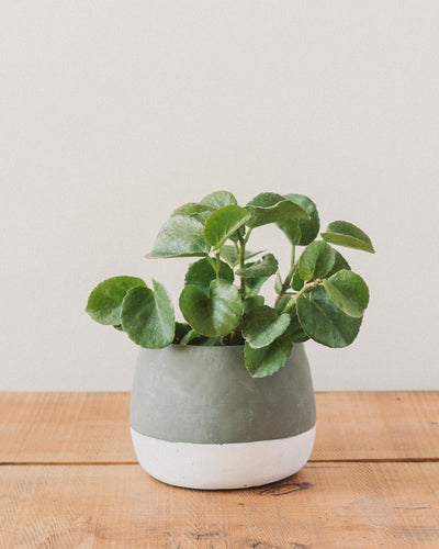 Cissus rotundifolia, "Peruvian Grape Ivy"