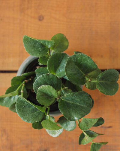 Cissus rotundifolia, "Peruvian Grape Ivy"