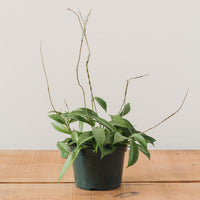 Hoya pubicalyx, "Wax Plant"
