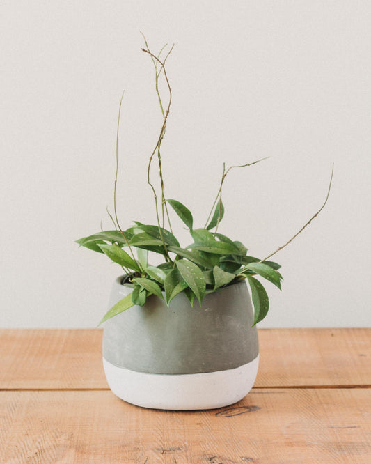 green jade wax plant - hoya Hoya pubicalyx, "Wax Plant" – Glasswing