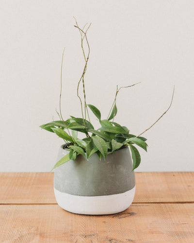 Hoya pubicalyx, "Wax Plant"