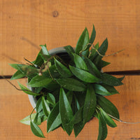 Hoya pubicalyx, "Wax Plant"