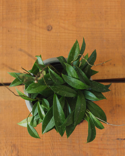 Hoya pubicalyx, "Wax Plant"