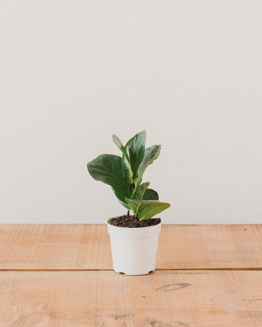 Ficus lyrata, "Fiddle Leaf Fig"