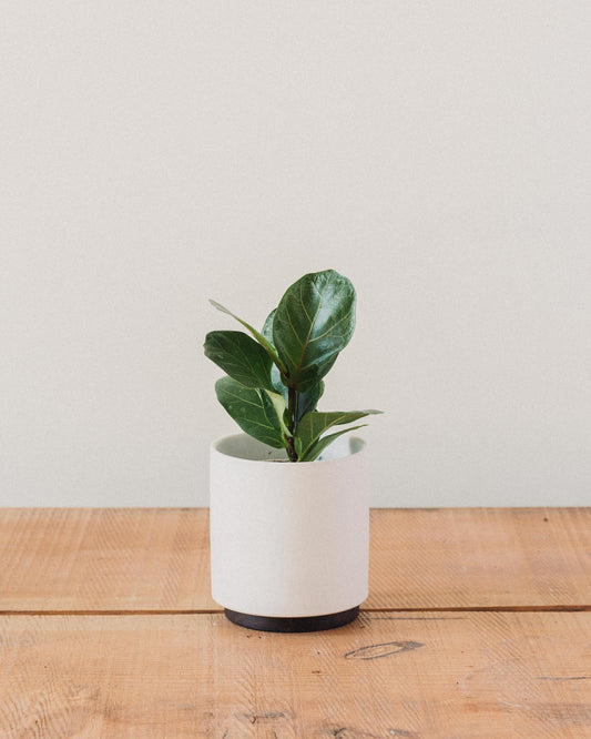 fiddle leaf fig in ceramic pot Ficus lyrata, "Fiddle Leaf Fig" – Glasswing