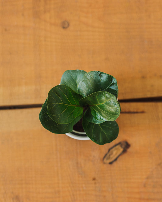 Ficus lyrata, "Fiddle Leaf Fig"