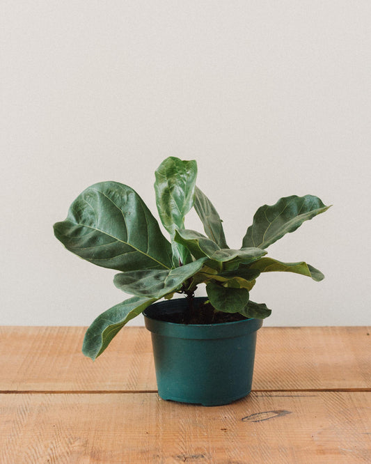 Ficus lyrata, "Fiddle Leaf Fig"