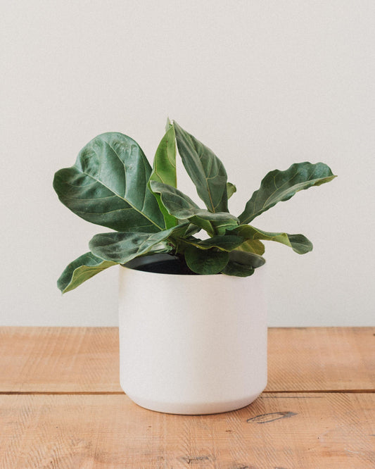 Ficus lyrata, "Fiddle Leaf Fig"