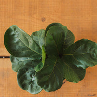 Ficus lyrata, "Fiddle Leaf Fig"