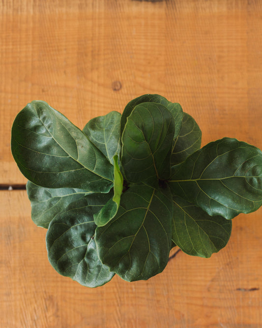 fiddle leaf fig top view Ficus lyrata, "Fiddle Leaf Fig" – Glasswing