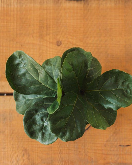 Ficus lyrata, "Fiddle Leaf Fig"