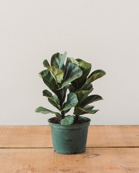 Ficus lyrata, "Fiddle Leaf Fig"