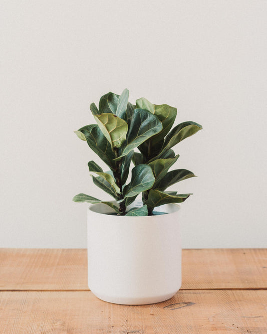fiddle leaf fig neem oil Ficus lyrata, "Fiddle Leaf Fig" – Glasswing