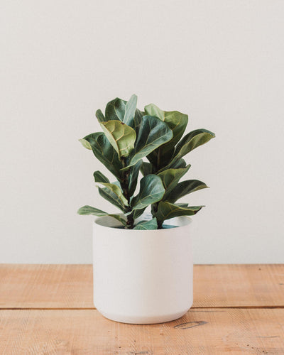 Ficus lyrata, "Fiddle Leaf Fig"