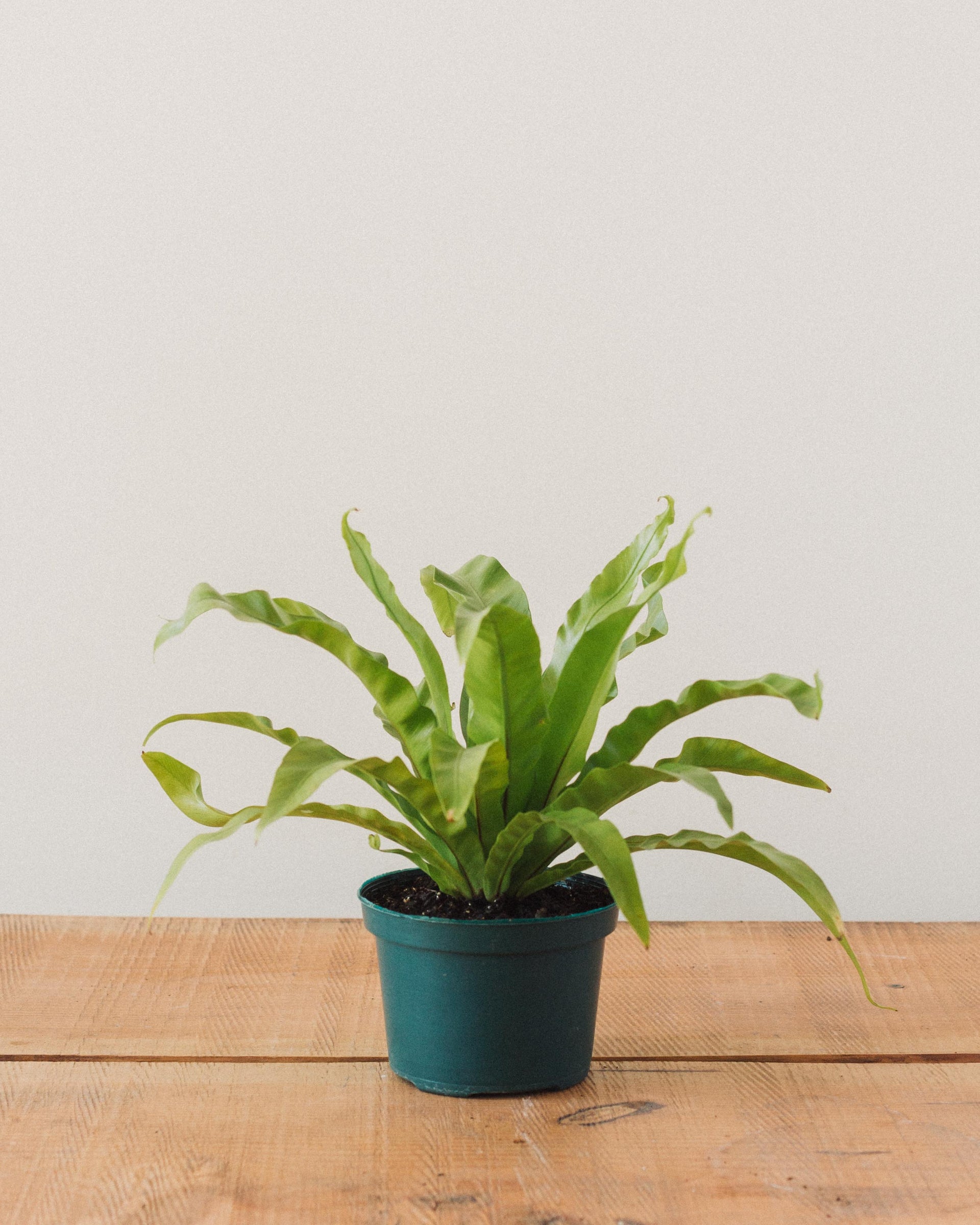 Asplenium nidus, 