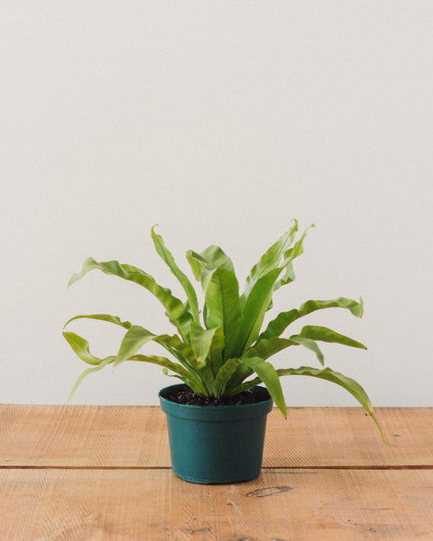 bird's nest fern asplenium nidus crissie Asplenium nidus, "Birds Nest Fern" – Glasswing