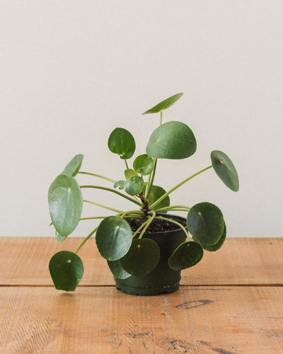 Pilea peperomioides, "Chinese Money Plant"