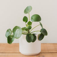 Pilea peperomioides, "Chinese Money Plant"