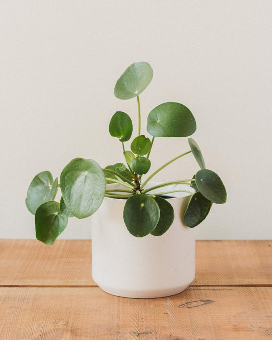 money plant is also known as Pilea peperomioides, "Friendship Plant" – Glasswing