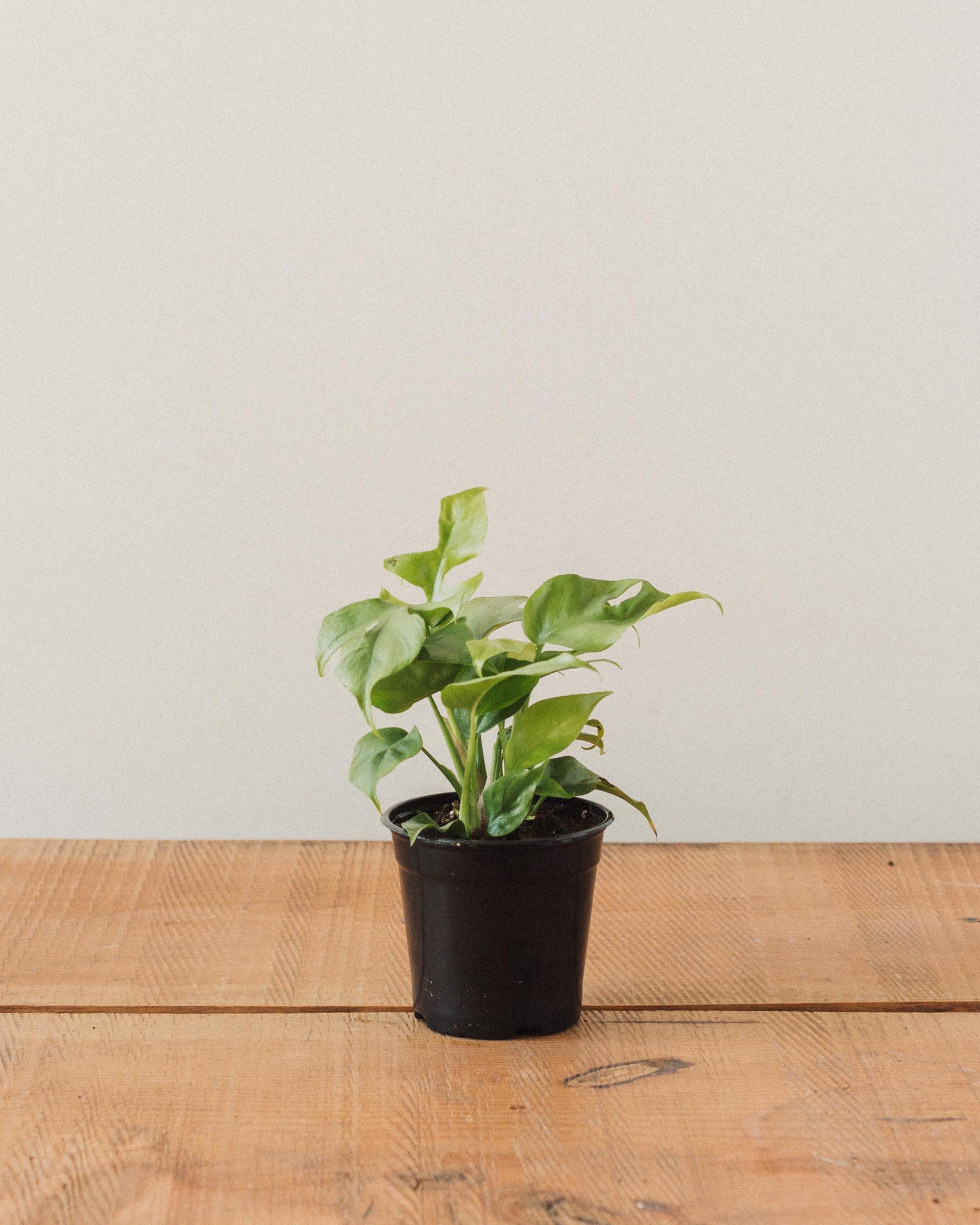 monstera ginny Rhaphidophora tetrasperma, "Monstera Ginny" – Glasswing