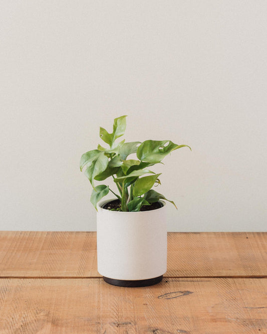 Rhaphidophora tetrasperma, "Monstera Ginny"