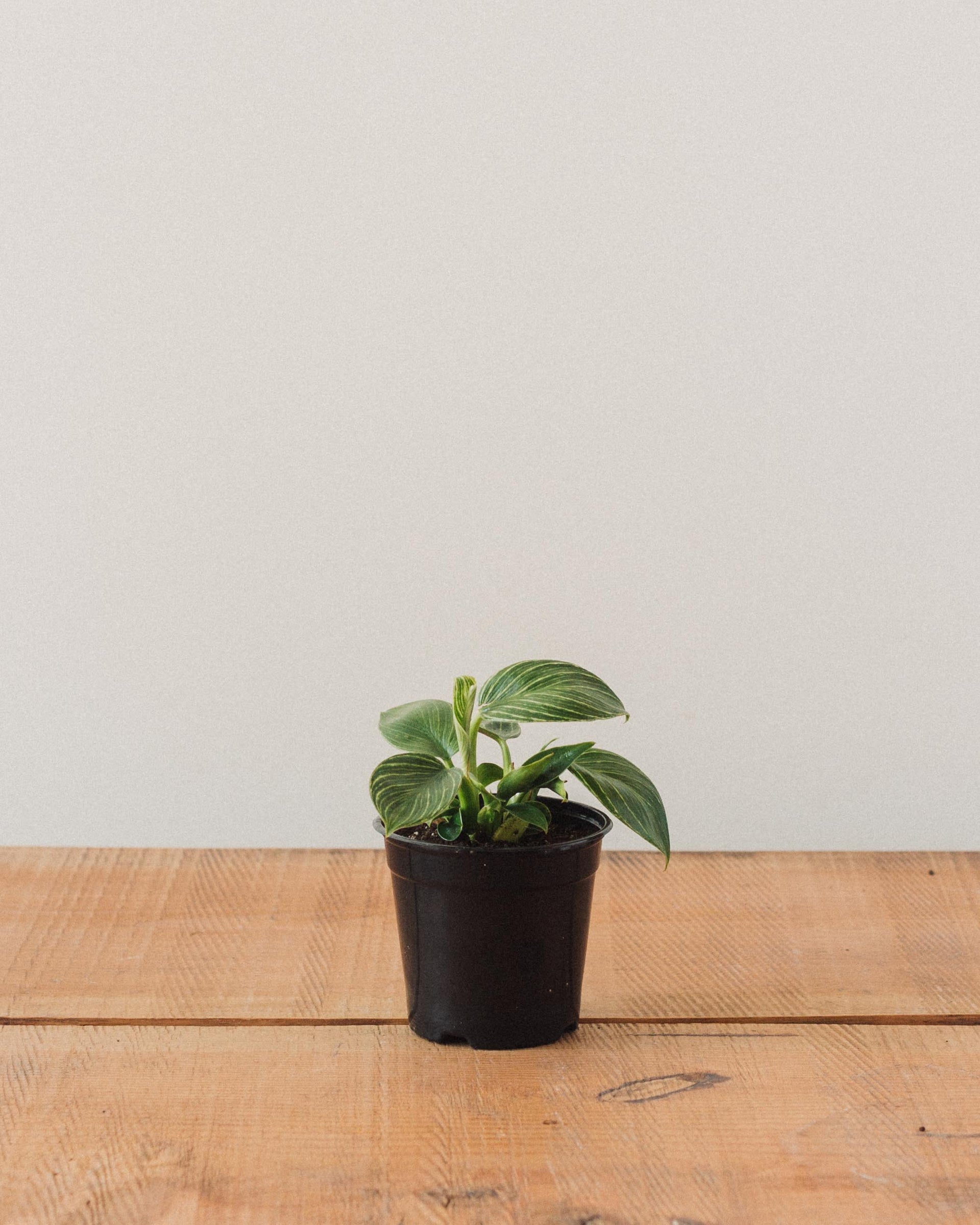 Philodendron birkin, 