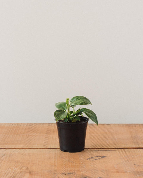 rare white veined birkin philodendron Philodendron birkin, "White Wave" – Glasswing