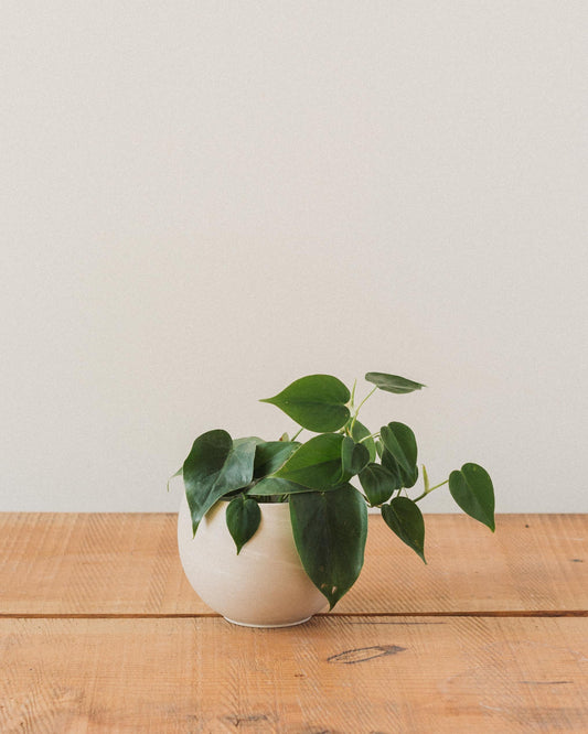 philodendron cordatum cuttings Philodendron hederaceum, "Heart Leaf Philodendron Cordatum"