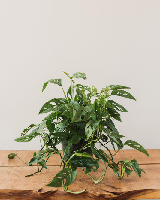 swiss cheese philodendron vine Philodendron adansonii, "Swiss Cheese Plant" – Glasswing