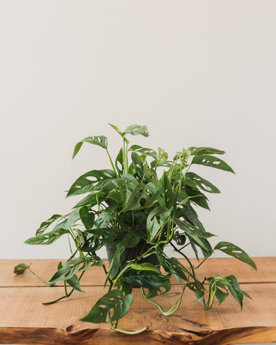 Philodendron adansonii, "Swiss Cheese Plant"