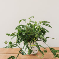 adansonii philodendron Philodendron adansonii, "Swiss Cheese Plant"