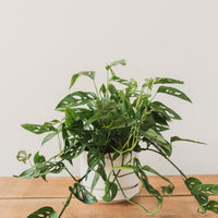 Philodendron adansonii, "Swiss Cheese Plant"