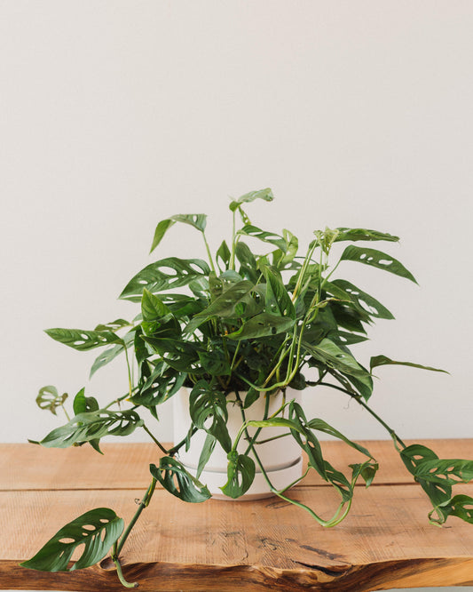 swiss philodendron Philodendron adansonii, "Swiss Cheese Plant"