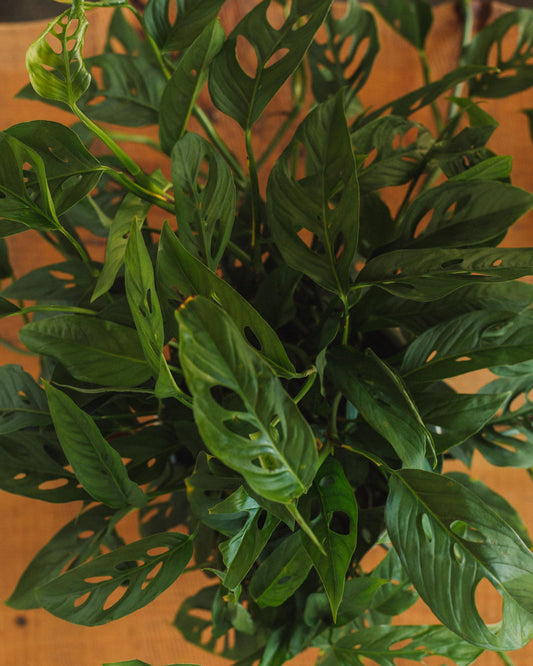 Philodendron adansonii, "Swiss Cheese Plant"