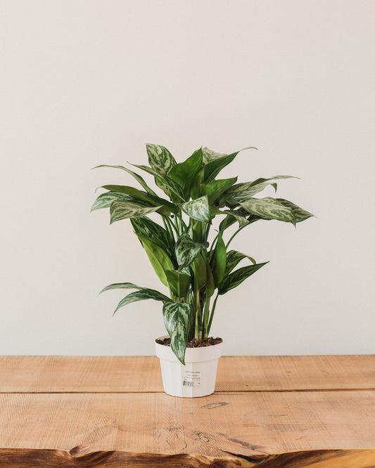 Aglaonema Cutlass "Chinese Evergreen"