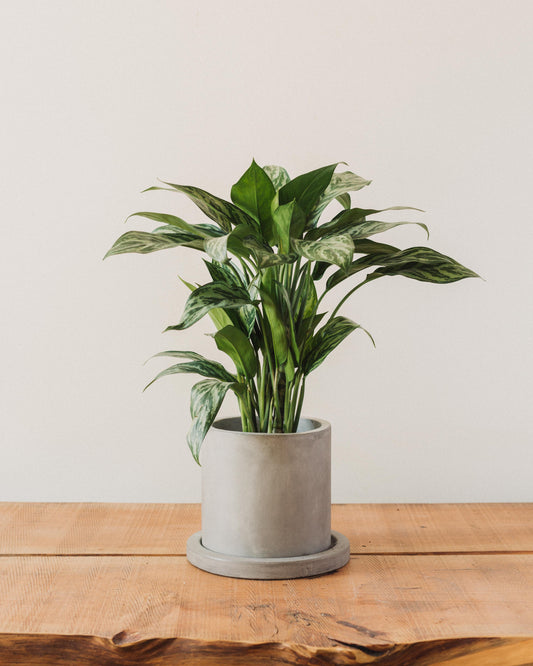 Aglaonema Cutlass "Chinese Evergreen"